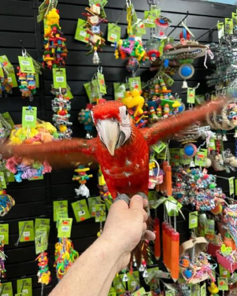 CAPRI MACAW HYBRID RED | Foto 2