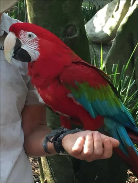 CAPRI MACAW HYBRID RED | Foto 1