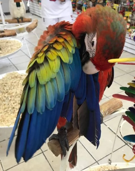 CAPRI MACAW HYBRID RED | Foto 0