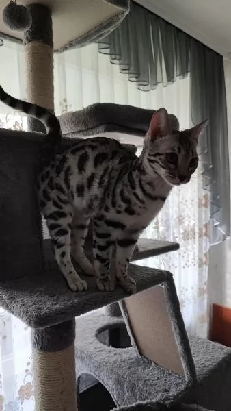 gattini bengala | Foto 4