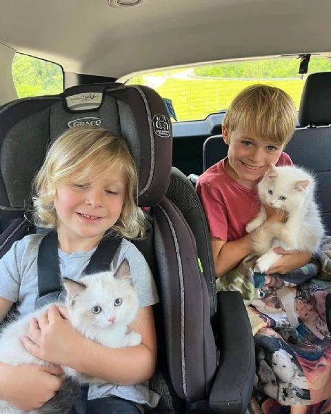 Gatti Ragdoll