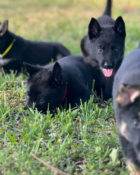 Cuccioli di pastore tedesco | Foto 4