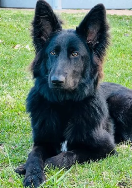 Cuccioli di pastore tedesco | Foto 3