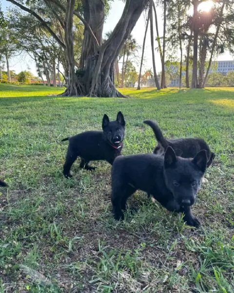 Cuccioli di pastore tedesco | Foto 2