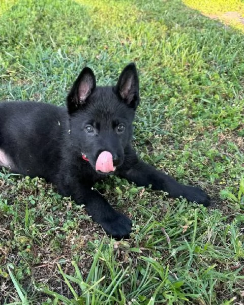 Cuccioli di pastore tedesco | Foto 1