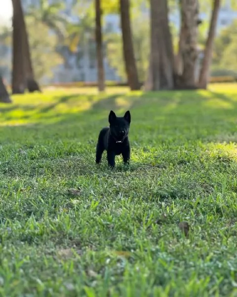 Cuccioli di pastore tedesco | Foto 0