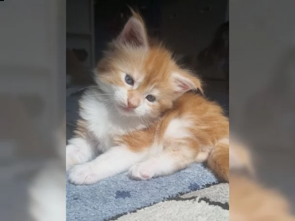 gattini del maine coon