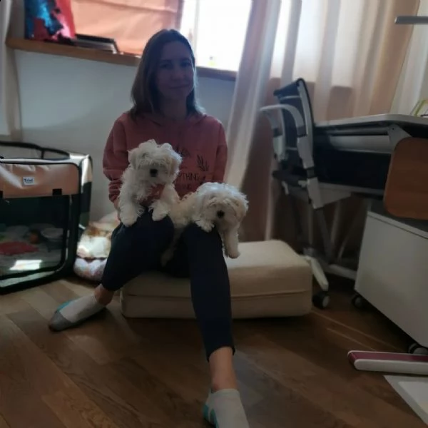 cuccioli maltesi intelligenti adozione gratuita disponibili splendidi cuccioli di maltese teacup | Foto 0