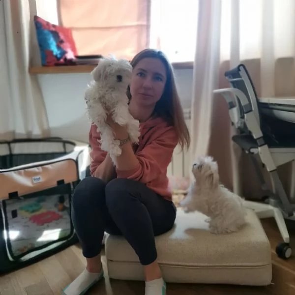 cuccioli maltesi intelligenti adozione gratuita disponibili splendidi cuccioli di maltese teacup