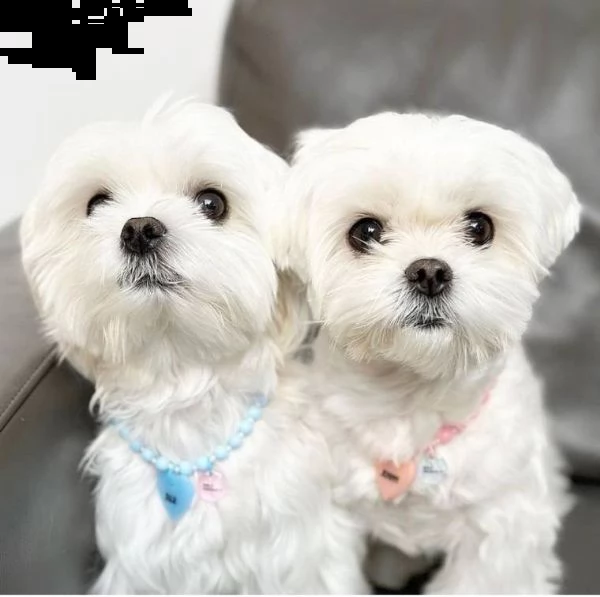 cuccioli maltesi assolutamente amichevoli alla ricerca di una nuova famiglia disponibili cuccioli di | Foto 0