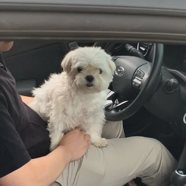 cuccioli maltesi assolutamente amichevoli alla ricerca di una nuova famiglia disponibili cuccioli di