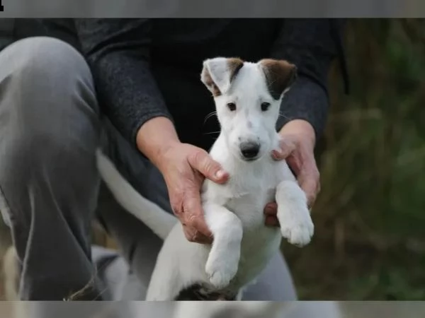 fox terrier  pelo liscio | Foto 0