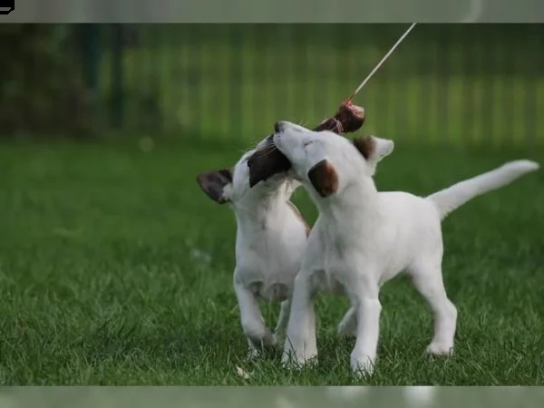 fox terrier  pelo liscio