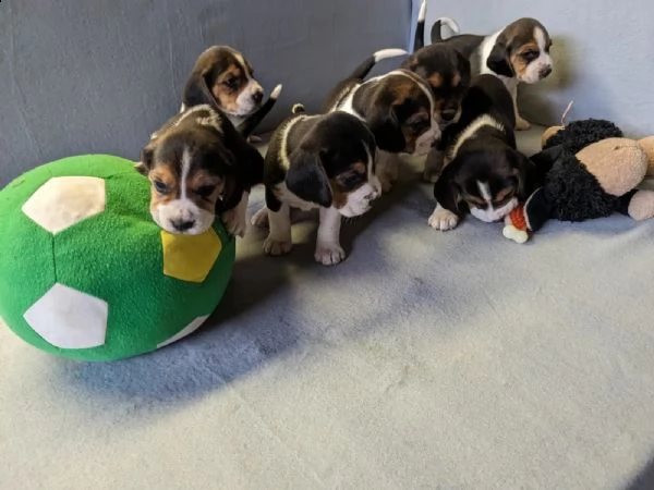 vendo tenerissimi cuccioli di beagle | Foto 0