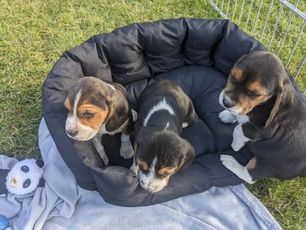 vendo tenerissimi cuccioli di beagle