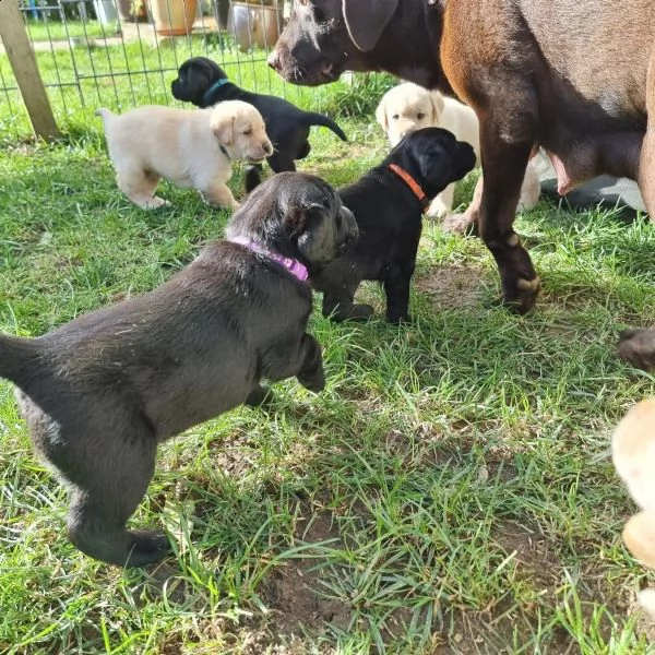 cuccioli di labrador da esposizione con pedigree disponibili da novembre | Foto 0