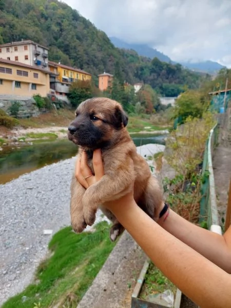 cucciolo maschio pastore del lagorai 