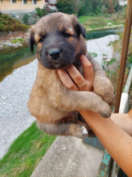 cucciolo maschio pastore del lagorai  | Foto 1