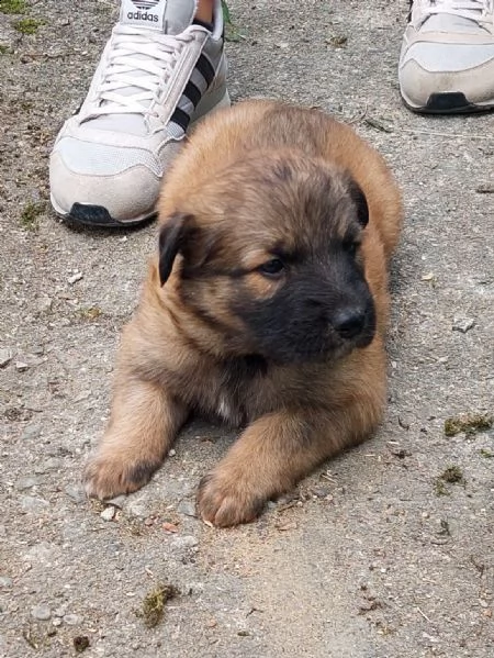 cucciolo maschio pastore del lagorai  | Foto 0