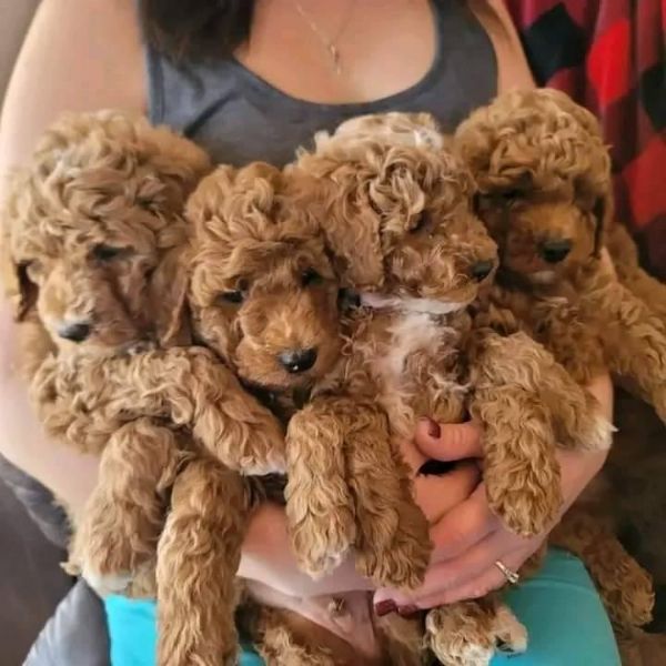 ENSIANTH Borsa a tracolla con barboncino – regalo per la mamma del proprietario del barboncino, 24822 Barboncino C, medium