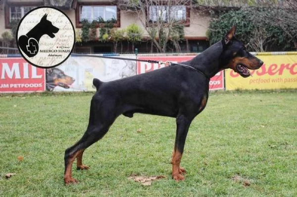 doberman cuccioli | Foto 5