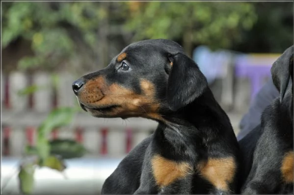 doberman cuccioli | Foto 3