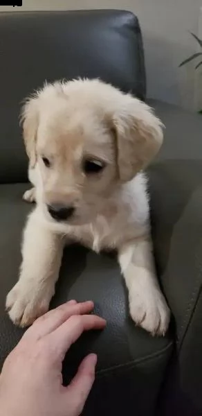 cuccioli maschi di golden retriever