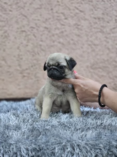 carlino cuccioli in vendita | Foto 2