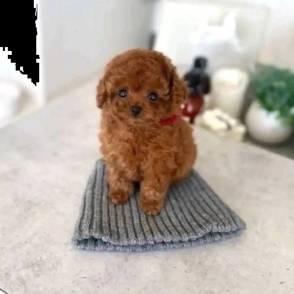 due cuccioli di barboncina toy | Foto 0