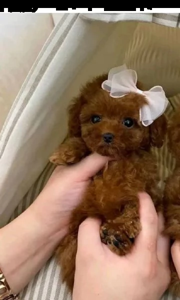 due cuccioli di barboncina toy
