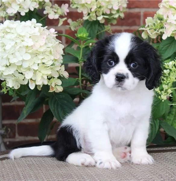 cuccioli di cavalier king in adozione