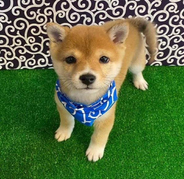 cuccioli di shiba inu in adozione