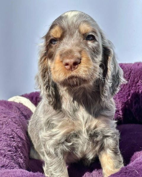 regalo bellissimi cuccioli allevati shihtzu colore bianco e nero due e una feminuccia maschietti