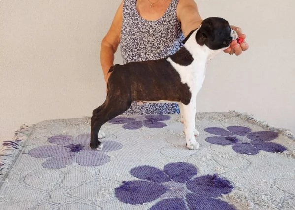 bostonterrier cuccioli | Foto 6