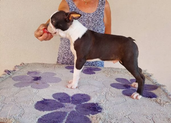 bostonterrier cuccioli | Foto 5