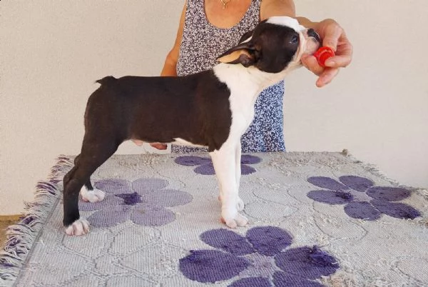 bostonterrier cuccioli | Foto 4