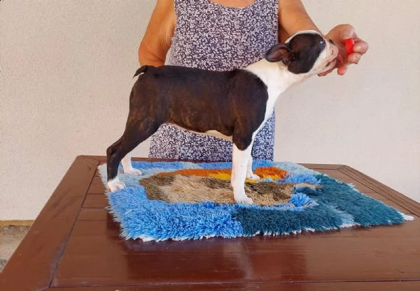 bostonterrier cuccioli | Foto 3