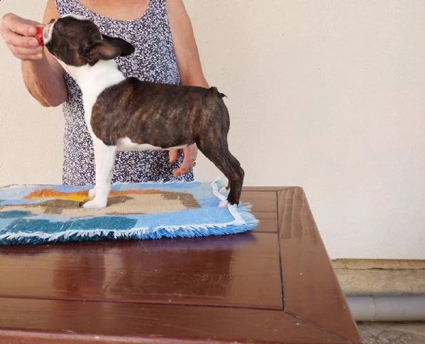 bostonterrier cuccioli