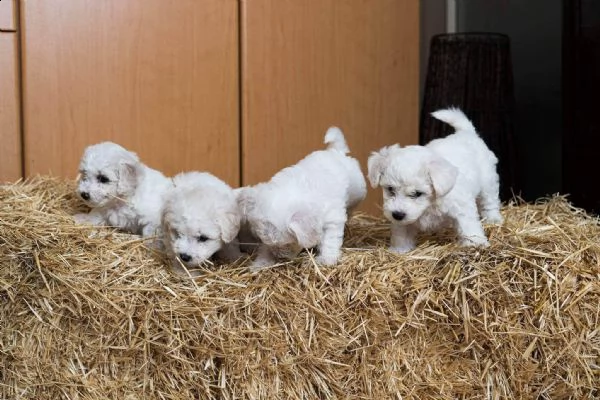 bichon frise cuccioli