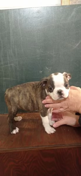 Boston terrier  | Foto 2