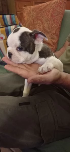 Boston terrier  | Foto 1