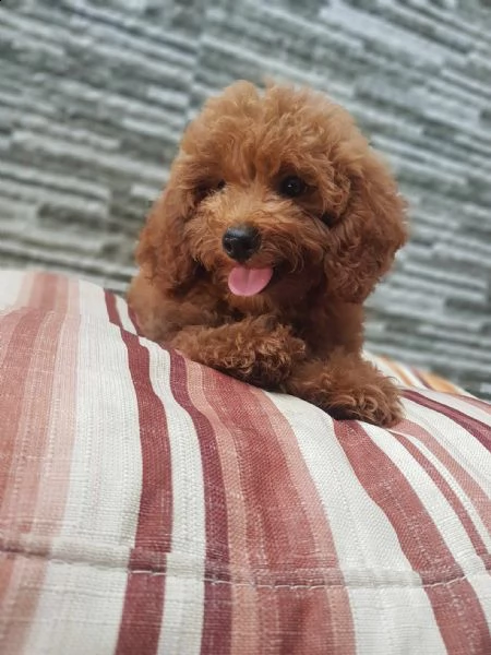 cuccioli barboncini toy piccoli  | Foto 0