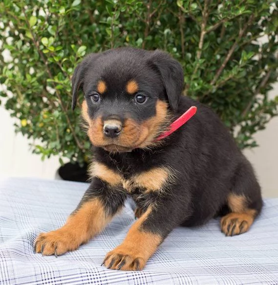 cuccioli di rottweiler pronti adesso