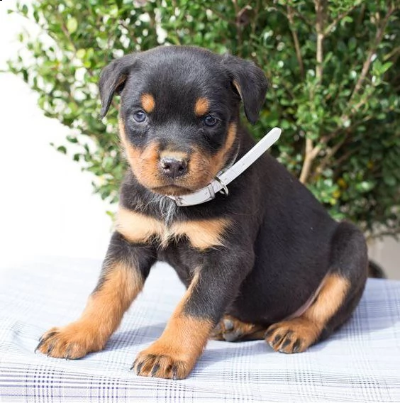 cuccioli di rottweiler pronti adesso | Foto 0