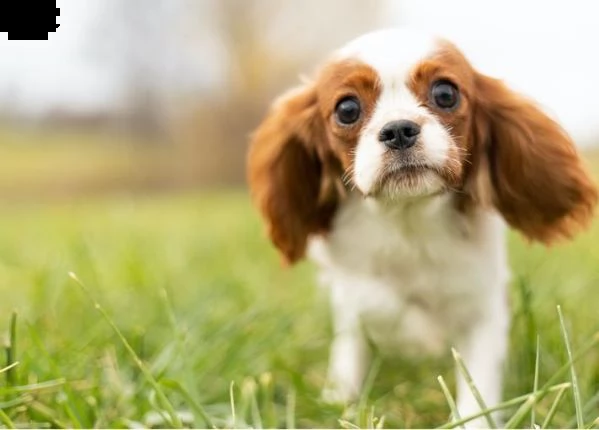 cuccioli di cavalier king charles