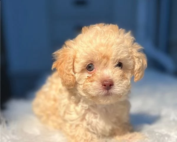 cuccioli di barboncino