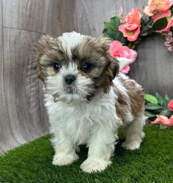 cuccioli shih tzu