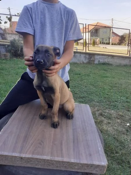pastore belga malinois cuccioli | Foto 6