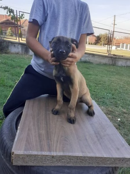 pastore belga malinois cuccioli | Foto 5