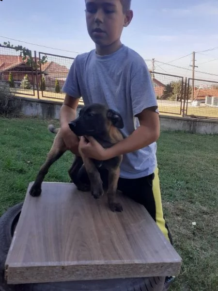 pastore belga malinois cuccioli | Foto 4